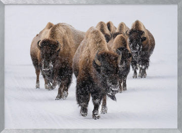 Winter Bison Herd | Poster - Silver Frame Interior