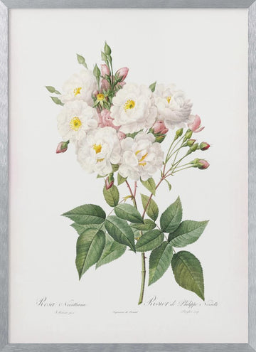 Rosa × Noisettiana, Les Roses (1817–1824) | Poster - Silver Frame Interior