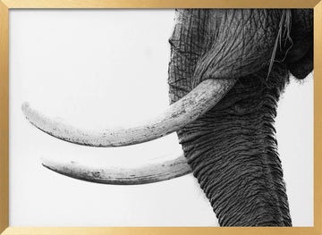 Wild Elephant Close Up | Poster - Gold Frame Interior