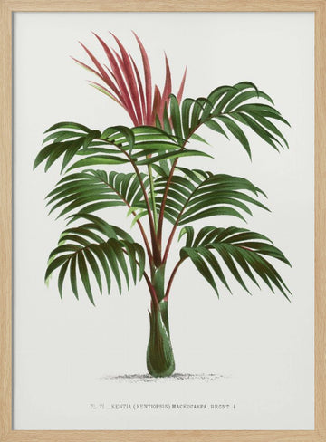 Kentiopsis | Poster - Wood Frame Interior
