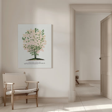 Purple Fringe Tree Lithograph | Canvas - Room Interior 1
