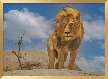 Majestic African Lion | Poster - Gold Frame Interior