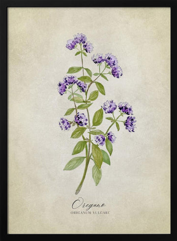 Purple Oregano Botanical | Poster - Black Metal Frame Interior