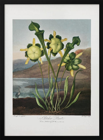 Pitcher Plant from The Temple of Flora (1807) | Poster - Black Metal Frame Interior