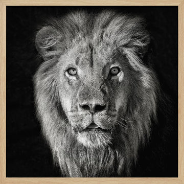Regal Lion Portrait | Poster - Wood Frame Interior