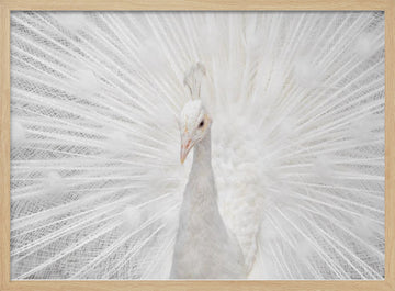 Majestic White Peacock | Poster - Wood Frame Interior
