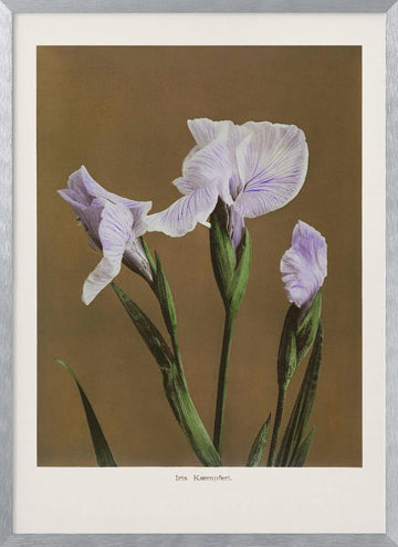 Iris Kæmpferi no2 | Poster - Silver Frame Interior