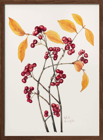 Red Chokeberry (1920) | Poster - Walnut Frame Interior