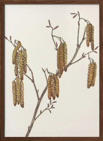 Hazel Alder (alnus Regosa) From North American Wildflowers (1925) By Mary Vaux Walcott. | Poster - Walnut Frame Interior