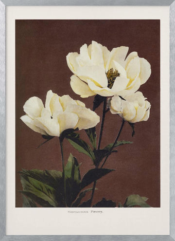 Hærdaceous Peony | Poster - Silver Frame Interior