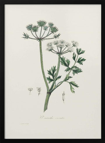 Water Dropwort (onanthe Grocata) Medical Botany | Poster - Black Metal Frame Interior