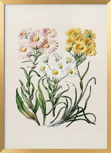 New Zealand Snow Groundsels Drawn By Featon (1848–1927) | Poster - Gold Frame Interior
