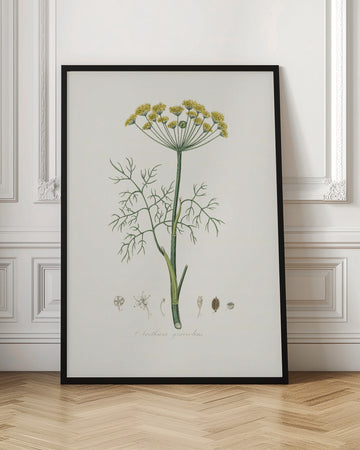 Dill (anethum Graveolens)  Medical Botany | Poster - Room Interior 1