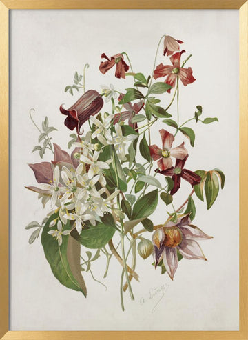 Clematis | Poster - Gold Frame Interior
