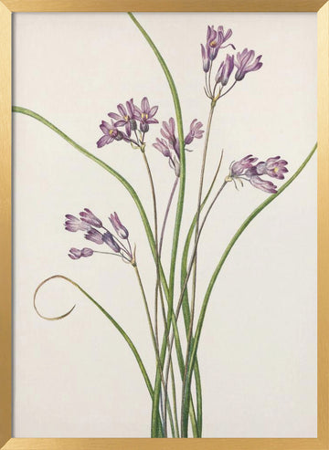 Wild Hyacinth From North American Wildflowers (1925) By Mary Vaux Walcott | Poster - Gold Frame Interior