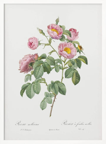 Semi Double Variety of Tomentose Rose, Les Roses (1817–1824) | Poster - White Frame Interior