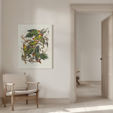 Carolina Parrot From Birds of America (1827) | Canvas - Room Interior 1