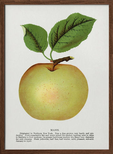 Mann Apple Lithograph | Poster - Walnut Frame Interior
