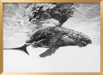 Majestic Humpback Whale | Poster - Gold Frame Interior