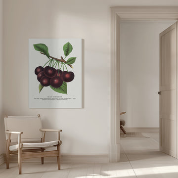 Black Tartarian Cherry Lithograph | Canvas - Room Interior 1