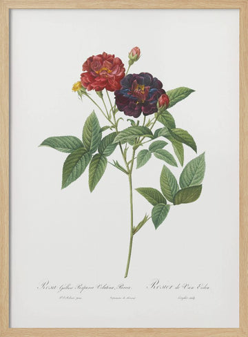 Rose of Van Eeden, Les Roses (1817–1824) | Poster - Wood Frame Interior
