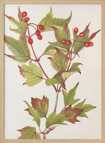 Guelder Rose From North American Wildflowers (1925) By Mary Vaux Walcott. | Poster - Wood Frame Interior