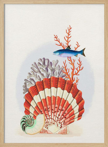 Scallop Shell Coral Fish | Poster - Wood Frame Interior