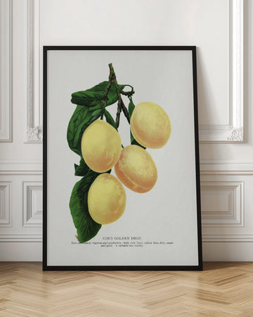 Coe's Golden Drop Plum Lithograph | Poster - Room Interior 1