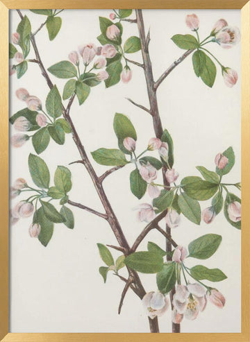 Wild Sweet Crab From North American Wildflowers (1925) By Mary Vaux Walcott. | Poster - Gold Frame Interior