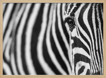 Zebra's Intense Eye | Poster - Wood Frame Interior