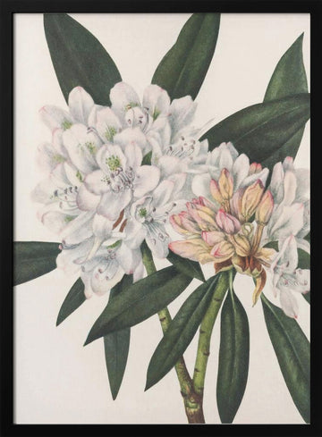 Rosebay Rhododendron From North American Wildflowers (1925) By Mary Vaux Walcott. | Poster - Black Metal Frame Interior