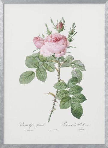 Rosa Bifera Officinalis,les Roses (1817–1824) | Poster - Silver Frame Interior