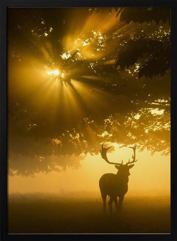 Majestic Golden Stag | Poster - Black Metal Frame Interior