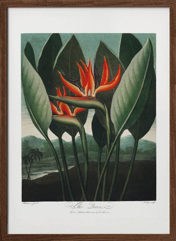 The Queen–Plant from The Temple of Flora (1807) | Poster - Walnut Frame Interior