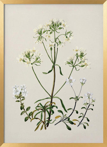 New Zealand Gentiana Drawn By Sarah Featon (1848–1927) | Poster - Gold Frame Interior