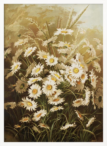 Daisies By Ellen Thayer Fisher | Poster - White Frame Interior
