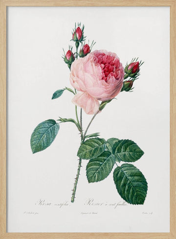 Rosier a Cent Feuilles, From Les Roses | Poster - Wood Frame Interior