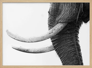 Wild Elephant Close Up | Poster - Wood Frame Interior