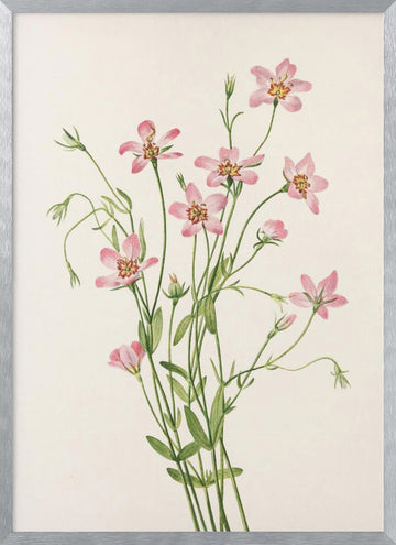 Saltmarsh Rose Gentian From North American Wildflowers (1925) By Mary Vaux Walcott. | Poster - Silver Frame Interior