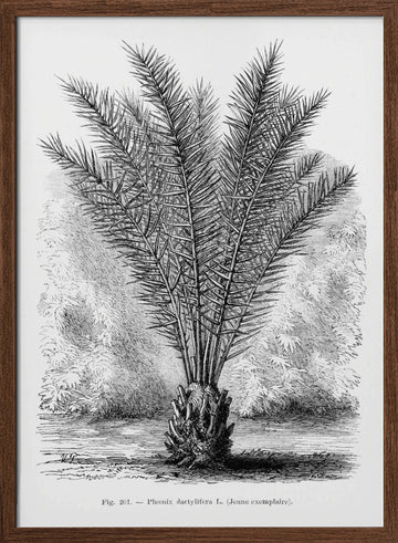 Vintage Palm Tree Drawing Xiii | Poster - Walnut Frame Interior