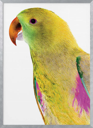 Vibrant Parrot Profile | Poster - Silver Frame Interior