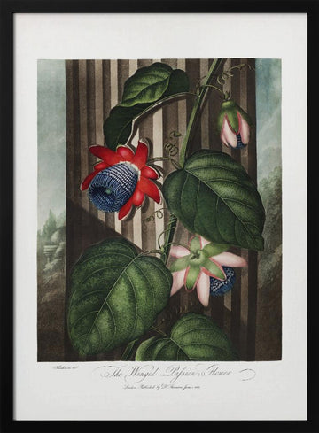 The Winged Passion-Flower from The Temple of Flora (1807) | Poster - Black Metal Frame Interior