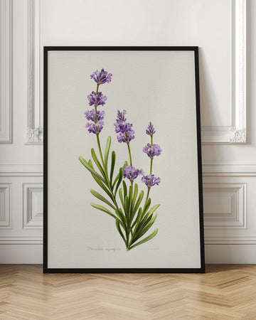 Elegant Lavender Botanical | Poster - Room Interior 1