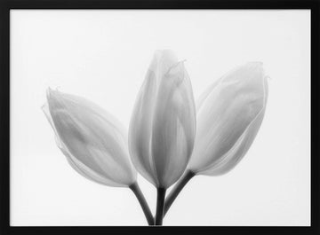Soft White Tulips | Poster - Black Metal Frame Interior
