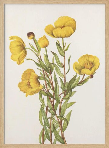 Bushpoppy From North American Wildflowers (1925) By Mary Vaux Walcott | Poster - Wood Frame Interior