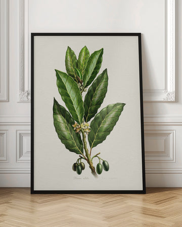 Botanical Leaves and Fruit | Poster - Room Interior 1