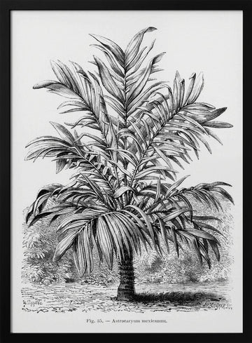 Vintage Palm Tree Drawing Ix | Poster - Black Metal Frame Interior