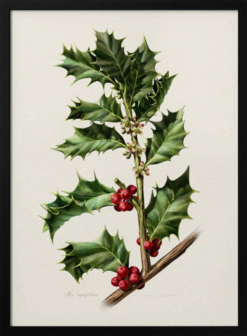 Festive Holly Berries | Poster - Black Metal Frame Interior