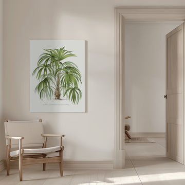 Xxiv Acanthorhiza Aculeata | Canvas - Room Interior 1