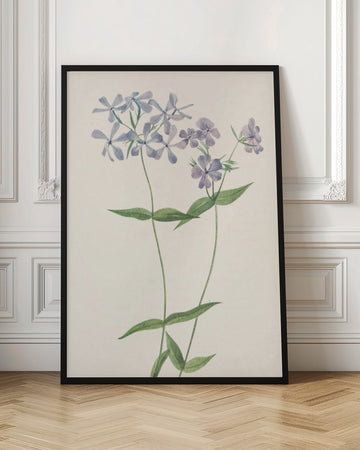 Blue Phlox From North American Wildflowers (1925) By Mary Vaux Walcott. | Poster - Room Interior 1